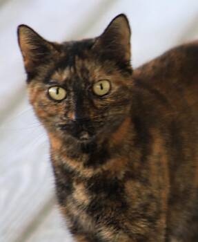 Rescue Domestic Short Hair Cats for Adoption in North Fort Myers, Florida - Marsha | PetCurious