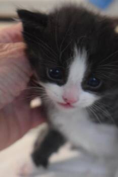 Sylvester (Storm) -  Domestic Short Hair Cat for Adoption in Pahrump, Nevada - Sylvester (Storm) | PetCurious