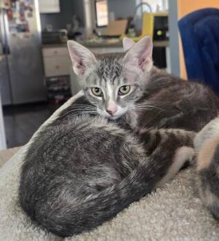 Tabby Cats Available for Adoption in Anthem, Arizona - Cowboy - Hat Litter | PetCurious