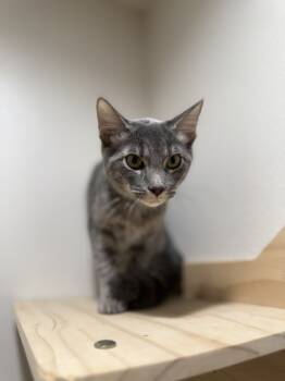 Rescue Tabby and Domestic Short Hair Cats for Adoption in Dallas, Texas - Darwin | PetCurious