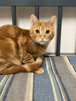 Rescue Domestic Short Hair Cats for Adoption in Newtown Square, Pennsylvania - Copper | PetCurious