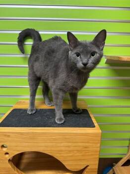 Domestic Short Hair Cats Available for Adoption in St. Peters, Missouri - EARL GREY | PetCurious