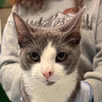 Cactus -  Domestic Short Hair Cat for Adoption in Nashville, Tennessee - Cactus | PetCurious