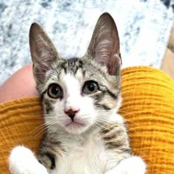 Augustus (aka Auggie) -  Domestic Short Hair Cat for Adoption in Port Chester, New York - Augustus (aka Auggie) | PetCurious