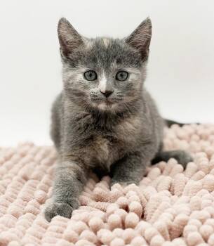 Dilute Tortoiseshell and Russian Blue Cats Available for Adoption in Bedford Hills, New York - Millie Is A Supermodel Superstar | PetCurious
