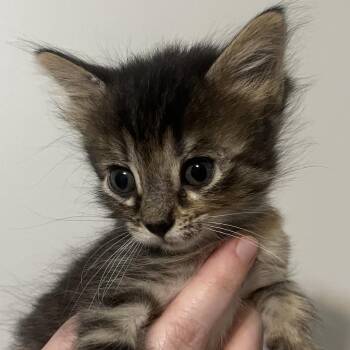 Domestic Short Hair Cats Available for Adoption in Brownsboro, Alabama - Paddle | PetCurious