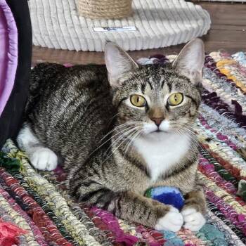 Domestic Short Hair Cats Available for Adoption in Fargo, North Dakota - Acai--In Foster | PetCurious