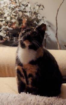 American Shorthair Cats Available for Adoption - Meow | PetCurious