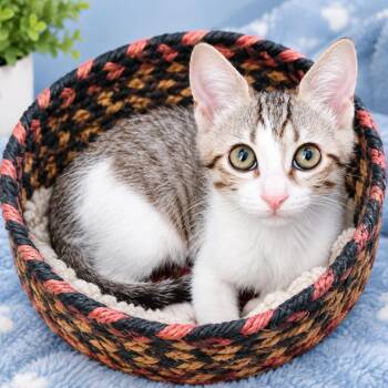 Twinkle -  Domestic Short Hair Cat for Adoption in Lewisville, Texas - Twinkle | PetCurious