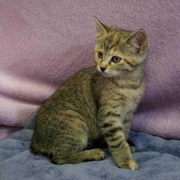 Millie -  Domestic Short Hair Cat for Adoption in Versailles, Kentucky - Millie | PetCurious