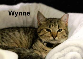 Wynne Shes. (sweet sister to Berry, Jerry, Sport, Tommi) -  Domestic Short Hair and Tabby Cat for Adoption in Stowe, Pennsylvania - Wynne Shes. (sweet Sister To Berry, Jerry, Sport, Tommi) | PetCurious