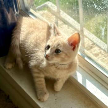Mantis -  Domestic Short Hair Cat for Adoption in Falls Church, Virginia - Mantis | PetCurious