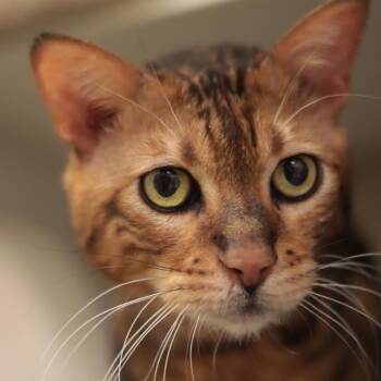 Bengal Cats Available for Adoption in Philadelphia, Pennsylvania - Murphy | PetCurious