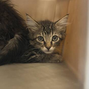 Span (26-3L-1) -  Domestic Medium Hair Cat for Adoption in Rifle, Colorado - Span (26-3L-1) | PetCurious