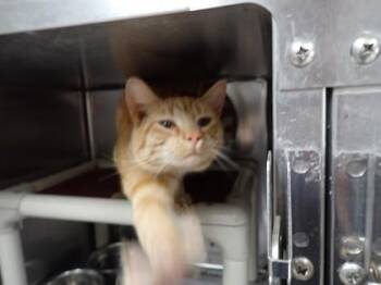 Brucie -  Domestic Short Hair Cat for Adoption in Taylorsville, North Carolina - Brucie | PetCurious