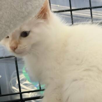 Fluffer -  Siamese Cat for Adoption in Liverpool, Texas - Fluffer | PetCurious