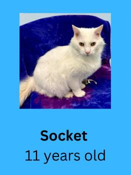 Domestic Long Hair Cats Available for Adoption in Ravenna, Ohio - Socket | PetCurious