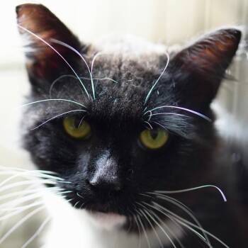 Balthazar -  Domestic Medium Hair Cat for Adoption in Los Angeles, California - Balthazar | PetCurious