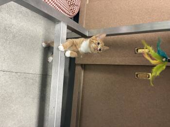 Rescue Domestic Short Hair Cats for Adoption in Media, Pennsylvania - Butternut | PetCurious