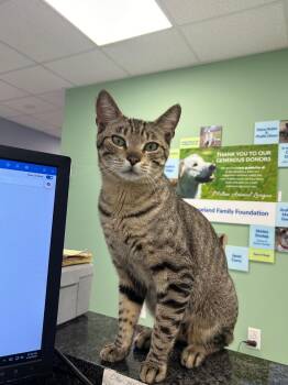 Butch -  Domestic Short Hair Cat Available for Adoption in Milton, Massachusetts - Butch | PetCurious