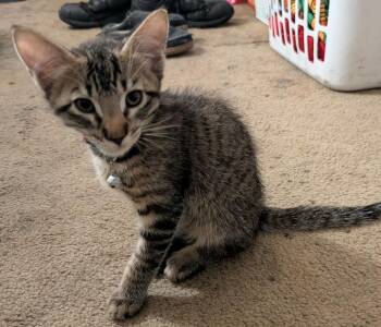 Domestic Short Hair and Tabby Cats Available for Adoption in Chandler, Arizona - Giyu San | PetCurious