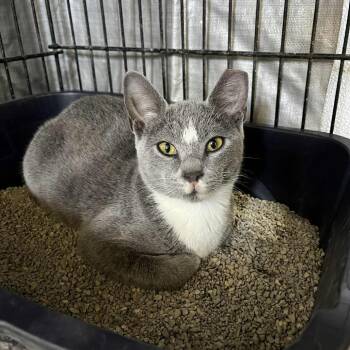 Domestic Short Hair Cats Available for Adoption - David | PetCurious