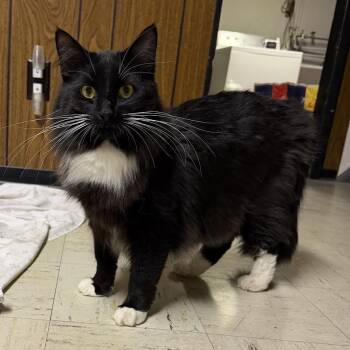 Domestic Long Hair Cats Available for Adoption - Walrus | PetCurious