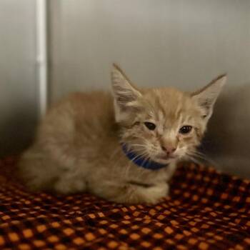 SLINKIE -  Domestic Short Hair Cat for Adoption in Riverside, California - SLINKIE | PetCurious