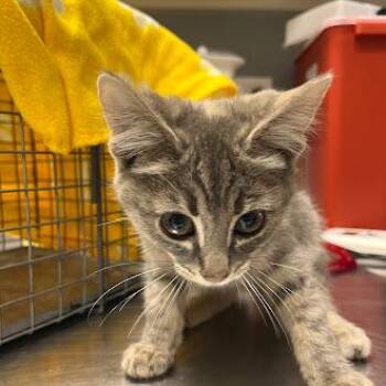 Domestic Short Hair Cats Available for Adoption in Las Vegas, Nevada - PUMPKIN SPICE LATTE | PetCurious