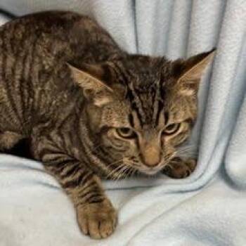 Lapis -  Tabby Cat for Adoption in Green Valley, Arizona - Lapis | PetCurious