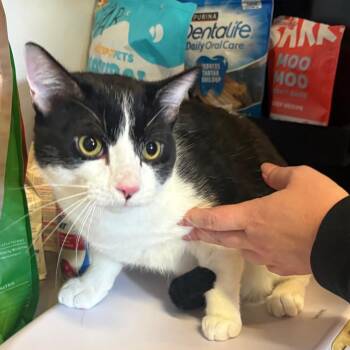 IVHS-A-140024 -  Domestic Short Hair Cat for Adoption in San Gabriel, California - IVHS-A-140024 | PetCurious