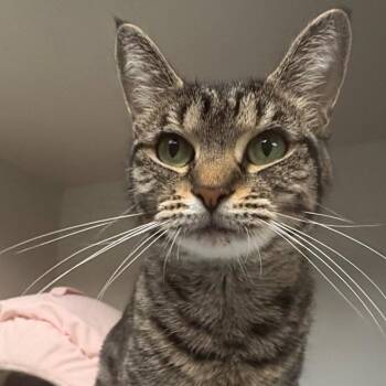Ivy -  Domestic Short Hair Cat for Adoption in East Hanover, New Jersey - Ivy | PetCurious