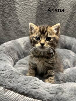 Ariana -  Domestic Short Hair Cat for Adoption in Wabash, Indiana - Ariana | PetCurious