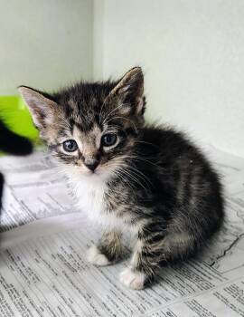 Domestic Short Hair Cats Available for Adoption in Fayetteville, West Virginia - Jenny | PetCurious
