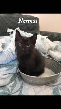 Nermal -  Domestic Short Hair Cat for Adoption in Clarksville, Tennessee - Nermal | PetCurious
