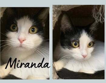 Rescue Domestic Short Hair Cats for Adoption in Pierceton, Indiana - Miranda Lambert-SR3 | PetCurious