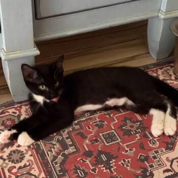 Dug -  Domestic Short Hair Cat for Adoption in Sunrise, Florida - Dug | PetCurious