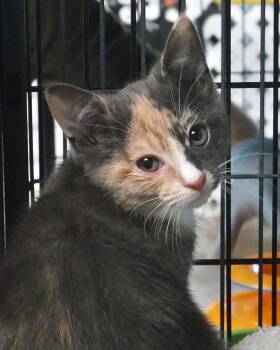 Graphite -  Dilute Calico Cat for Adoption in Bloomingdale, New Jersey - Graphite | PetCurious