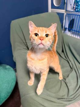 Simba -  Domestic Short Hair Cat for Adoption in Weldon, Illinois - Simba | PetCurious