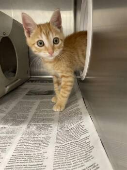 PAT -  Domestic Short Hair Cat for Adoption in St. Cloud, Florida - PAT | PetCurious