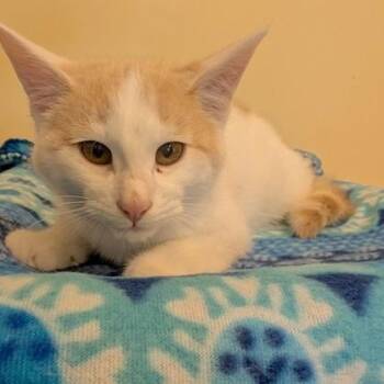 Maui -  Domestic Short Hair Cat for Adoption in Rochester, Minnesota - Maui | PetCurious