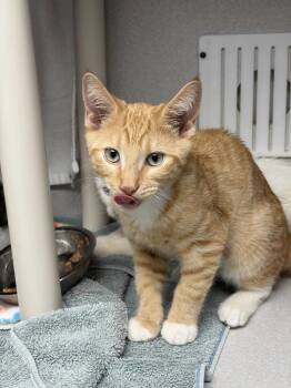 Xbox -  Domestic Short Hair Cat for Adoption in Seattle, Washington - Xbox | PetCurious