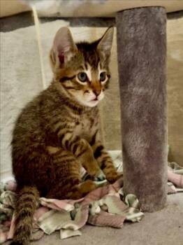 Domestic Short Hair Cats Available for Adoption in Woodland, California - *ROCCO | PetCurious