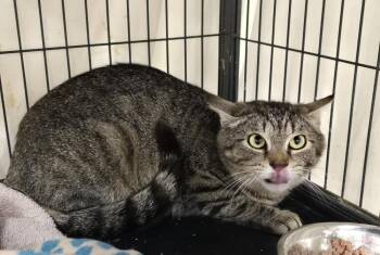 Hashbrown -  Domestic Short Hair Cat for Adoption in Dickson, Tennessee - Hashbrown | PetCurious