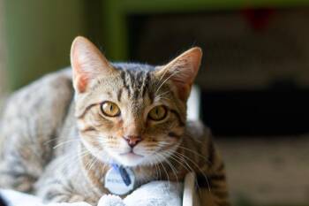 Wendigo -  Domestic Short Hair Cat for Adoption in Hot Springs, Arkansas - Wendigo | PetCurious