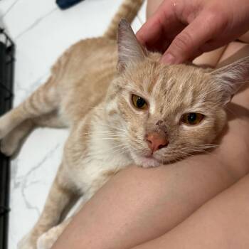 Domestic Short Hair Cats Available for Adoption in New York, New York - Kettle Corn | PetCurious
