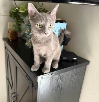 Eddie -  Russian Blue and Domestic Short Hair Cat for Adoption in San Antonio, Texas - Eddie | PetCurious