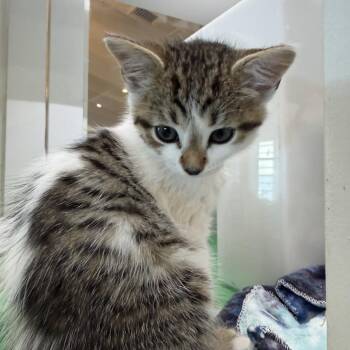 Madeleine -  Domestic Short Hair Cat for Adoption in Los Angeles, California - Madeleine | PetCurious