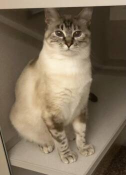 Sabrina -  Domestic Short Hair Cat for Adoption in Stratham, New Hampshire - Sabrina | PetCurious