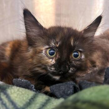 Veronica -  Domestic Short Hair Cat for Adoption in Woodinville, Washington - Veronica | PetCurious